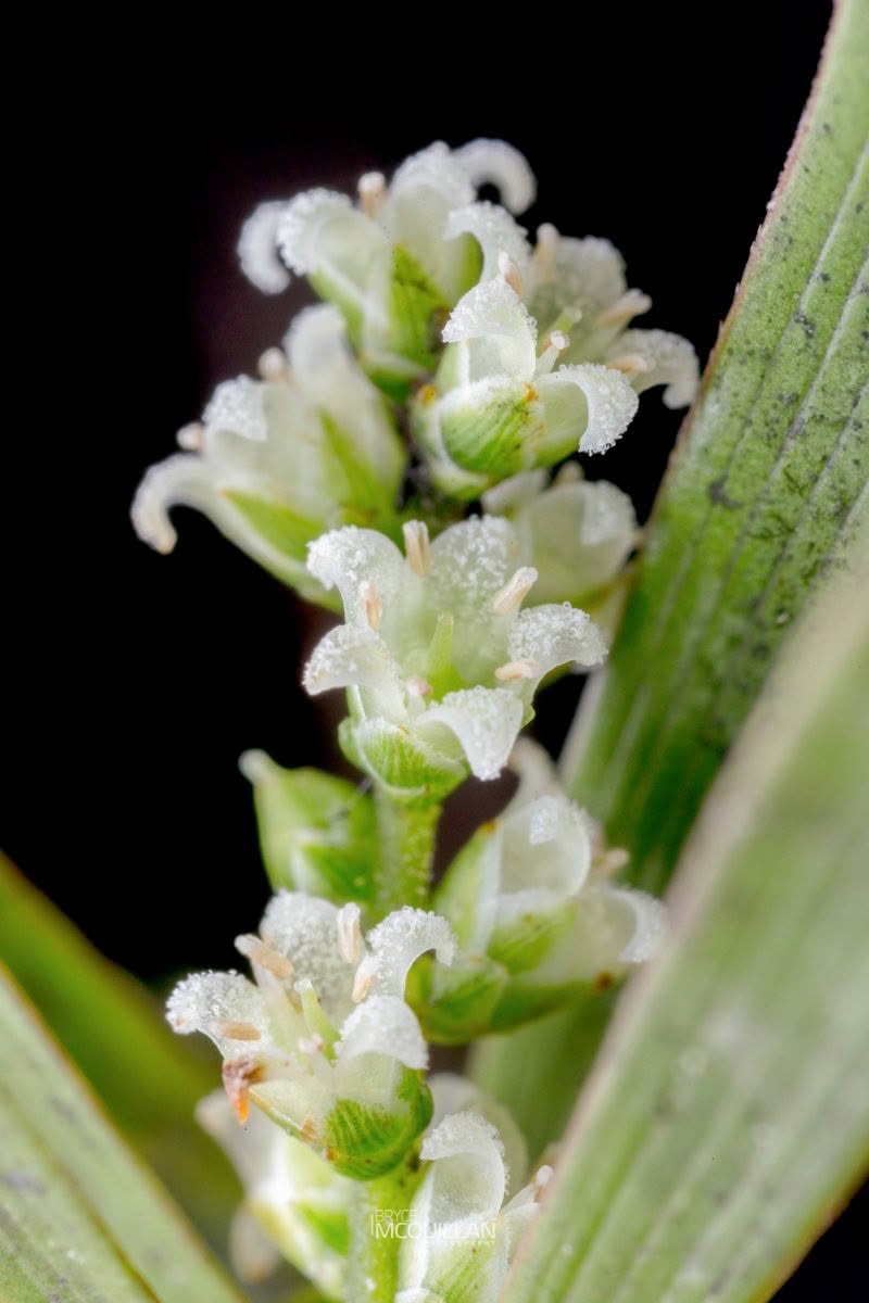 Mingimingi (Leucopogon fasciculatus), Ericaceae, photographed in New Zealand by Bryce McQuillan