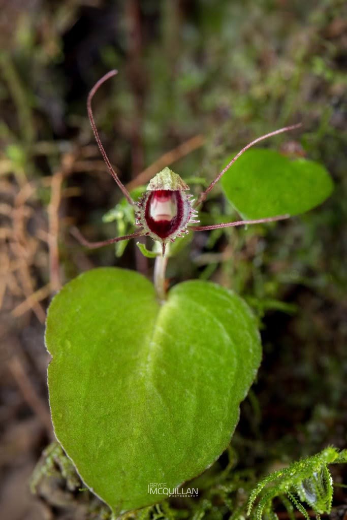 New Zealand spider-orchid (Corybas oblongus), Orchidaceae, photographed in New Zealand by Bryce McQuillan
