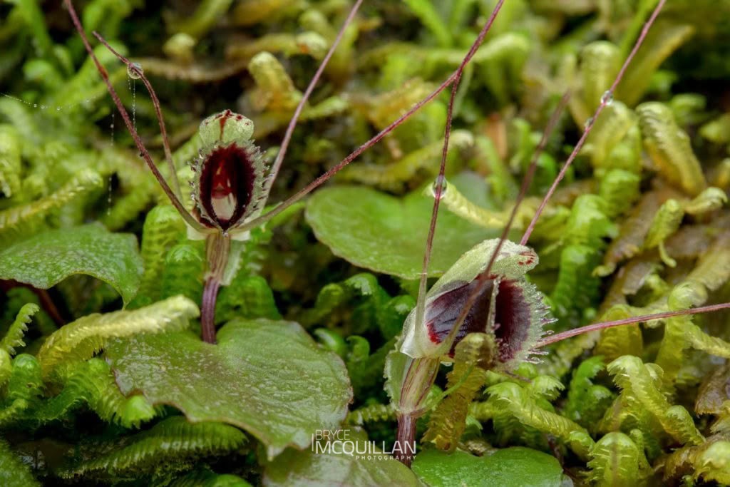 New Zealand spider-orchid (Aporostylis bifolia), Orchidaceae, photographed in New Zealand by Bryce McQuillan