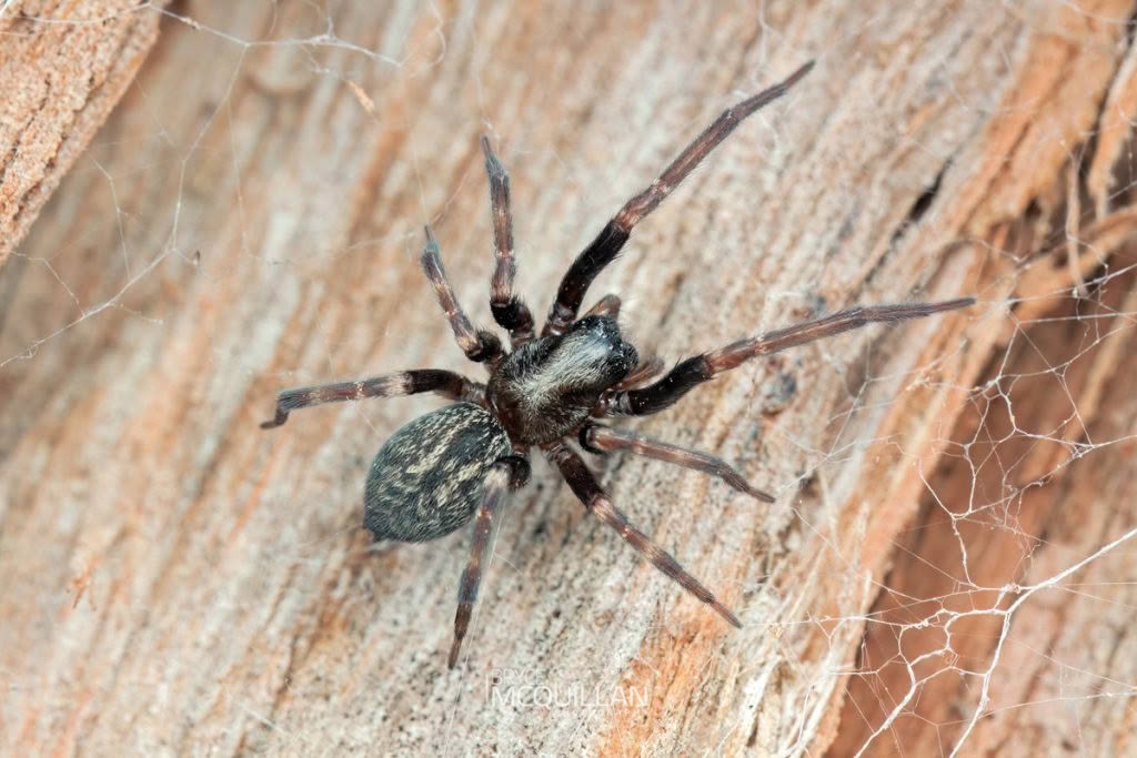 Badumna spp, Desidae, photographed in New Zealand by Bryce McQuillan