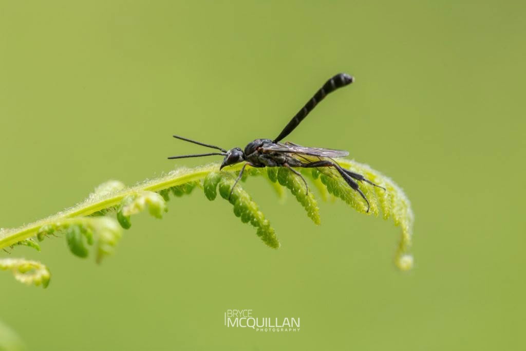 Pseudofoenus spp, Gasteruptiidae, photographed in New Zealand by Bryce McQuillan