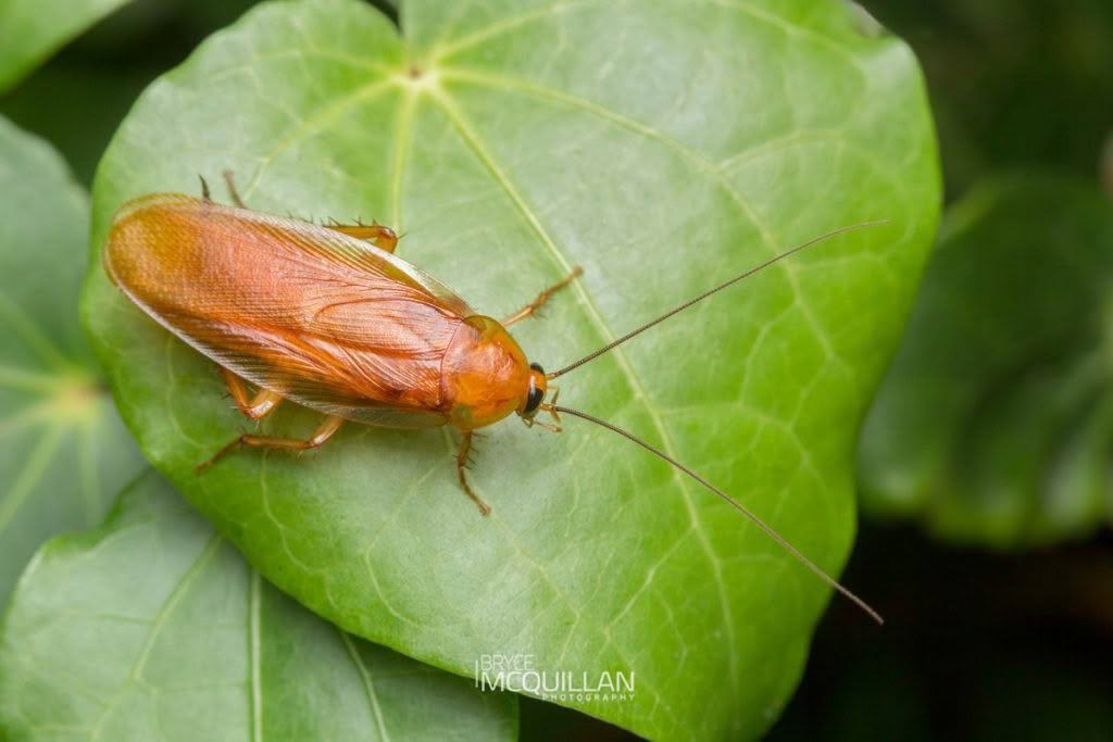 Neotemnopteryx fulva, Blattidae, photographed in New Zealand by Bryce McQuillan