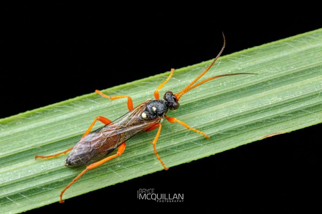 Eutanyacra licitatoria, Ichneumonidae, photographed in New Zealand by Bryce McQuillan