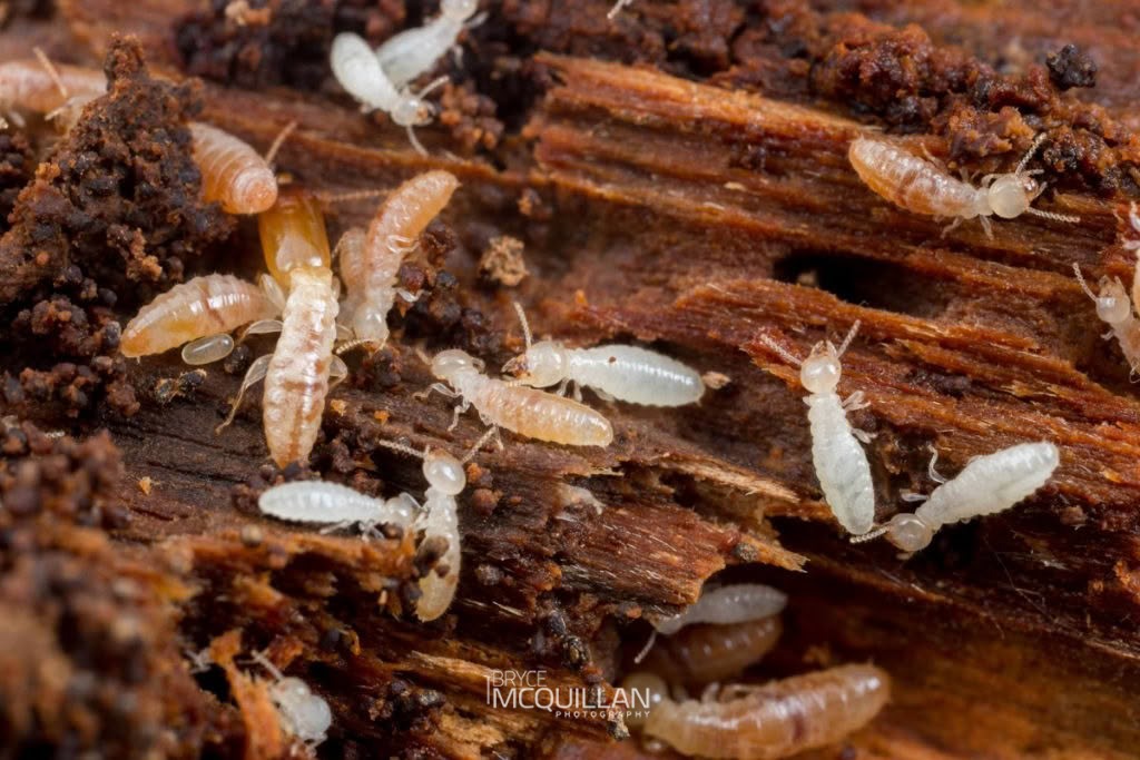 New Zealand Wetwood Termite (Stolotermes ruficeps), photographed in New Zealand by Bryce McQuillan