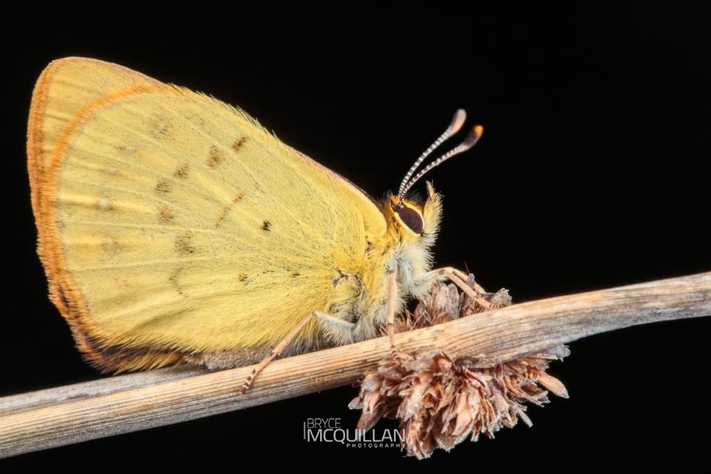 Maui's copper (Lycaena edna), Lycaenidae, photographed in New Zealand by Bryce McQuillan