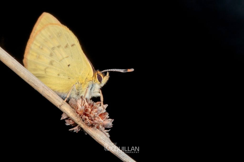 North Island Coastal copper (Lycaena salustius), Lycaenidae, photographed in New Zealand by Bryce McQuillan
