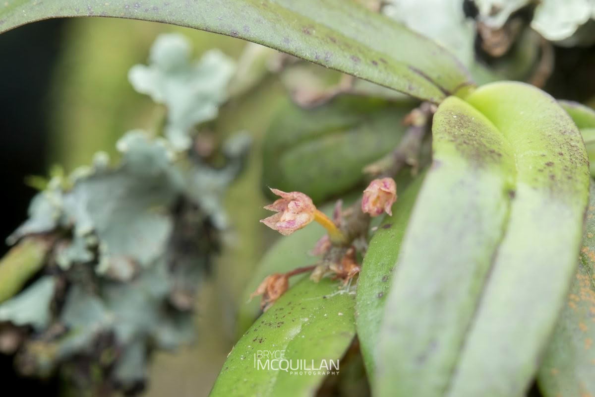 Fleshy Tree Orchid (Drymoanthus adversus), Orchidaceae, photographed in New Zealand by Bryce McQuillan