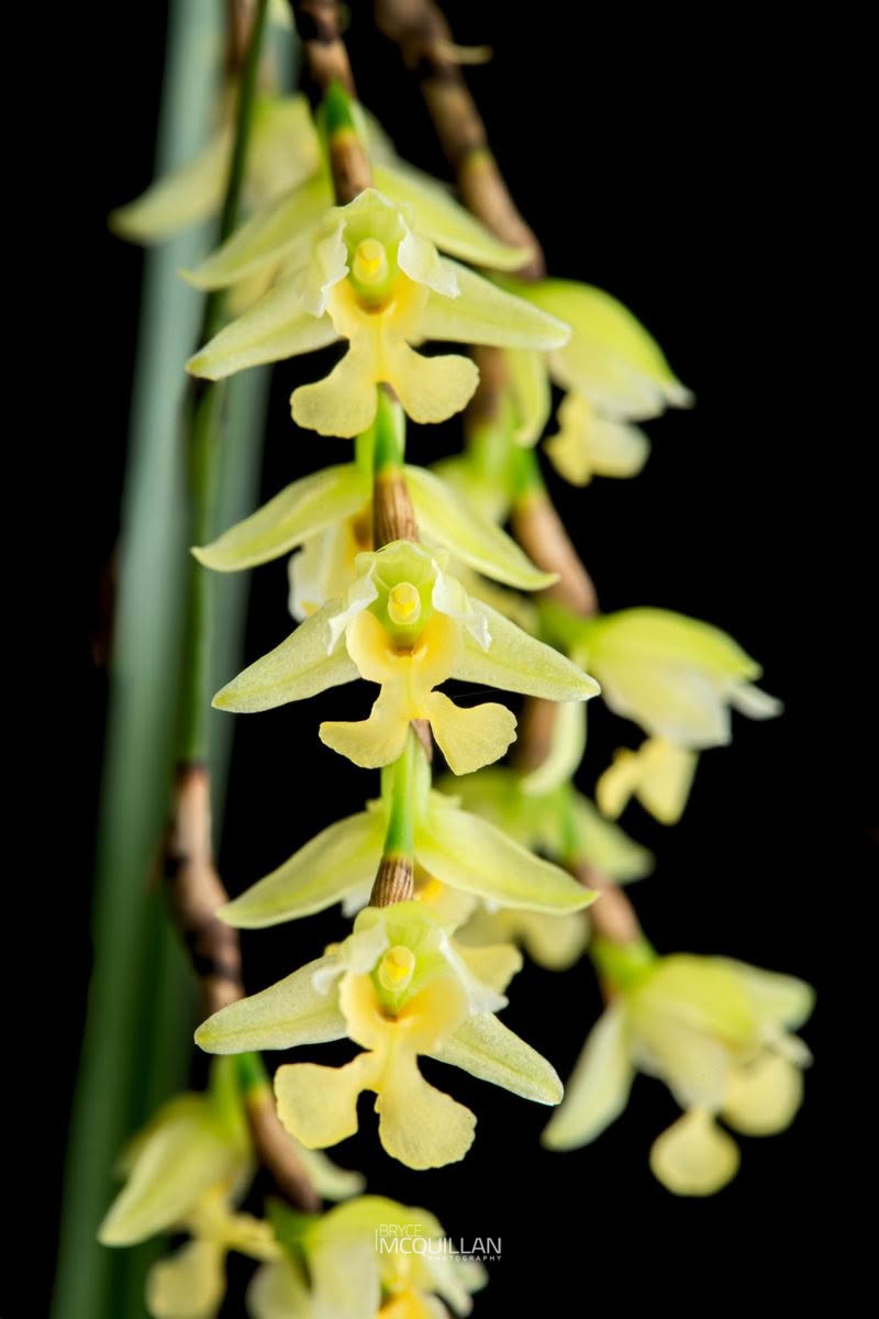 Peka-a-waka (Earina mucronata), Orchidaceae, photographed in New Zealand by Bryce McQuillan