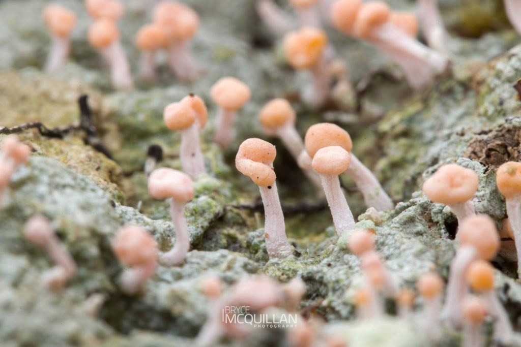 Dibaeis arcuata, Icmadophilaceae, photographed in New Zealand by Bryce McQuillan