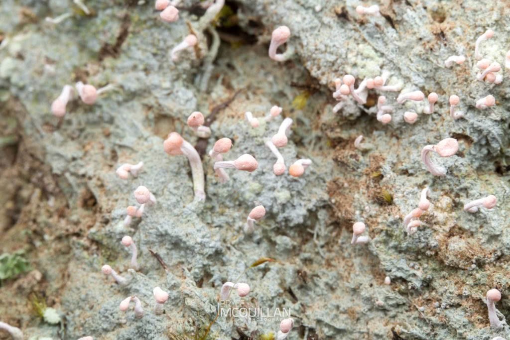 Dibaeis arcuata, Icmadophilaceae, photographed in New Zealand by Bryce McQuillan