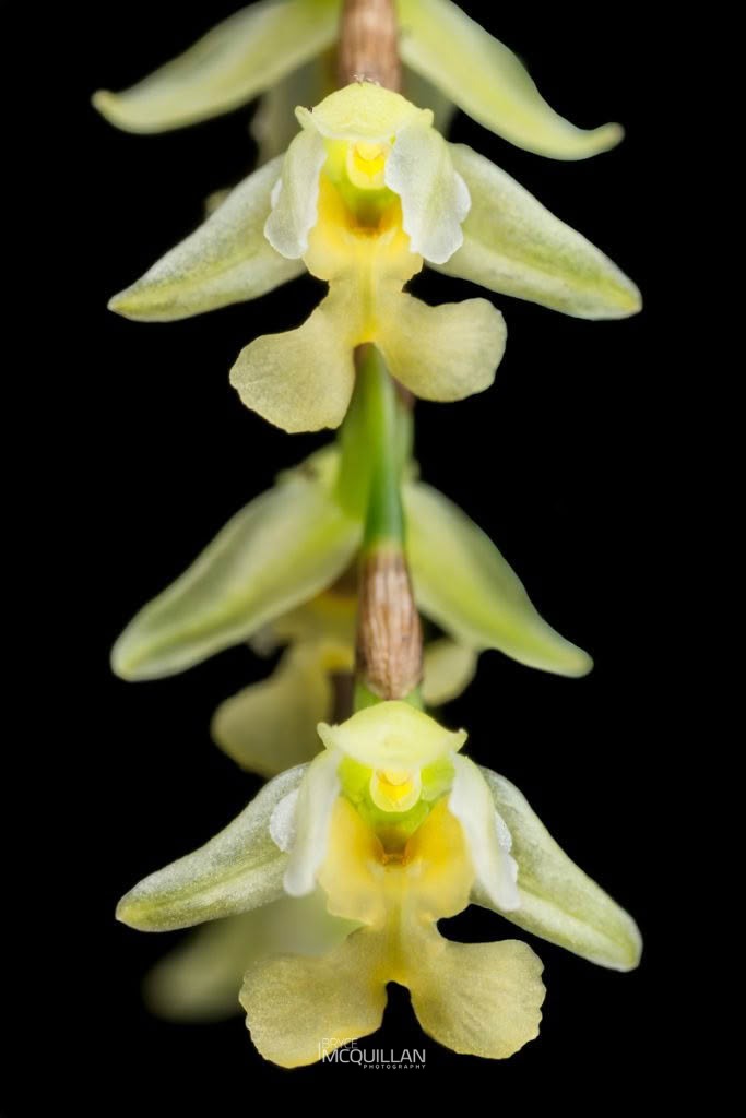 Peka-a-waka (Earina mucronata), Orchidaceae, photographed in New Zealand by Bryce McQuillan