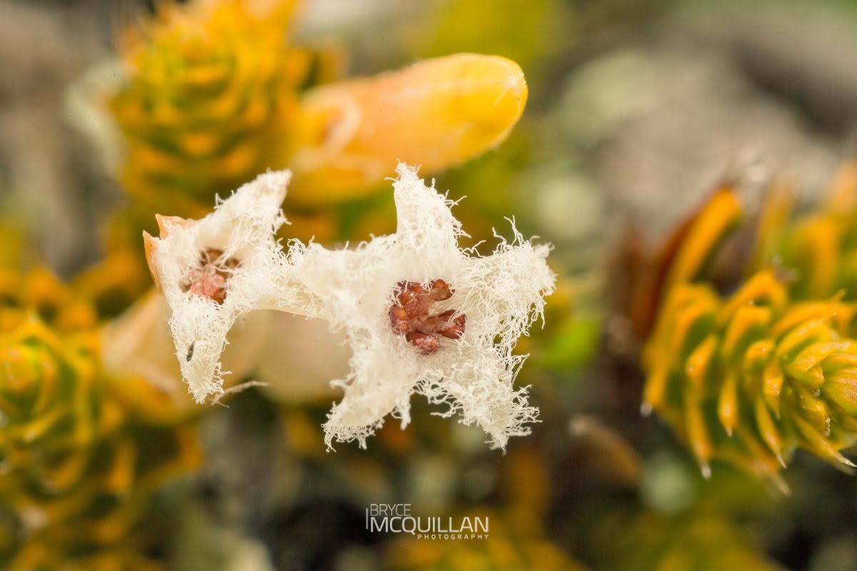 Patotara (Styphelia nesophila), Ericaceae, photographed in New Zealand by Bryce McQuillan