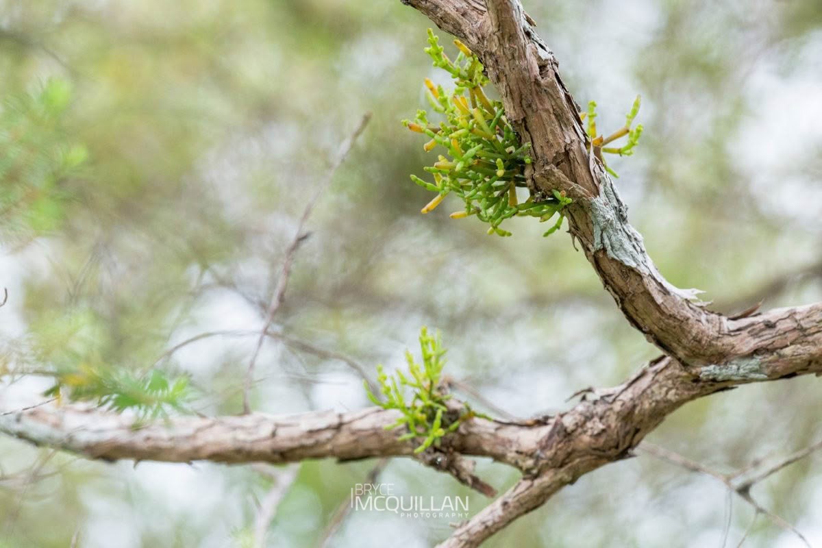 Tirauriki (Korthalsella salicornioides), Santalaceae, photographed in New Zealand by Bryce McQuillan