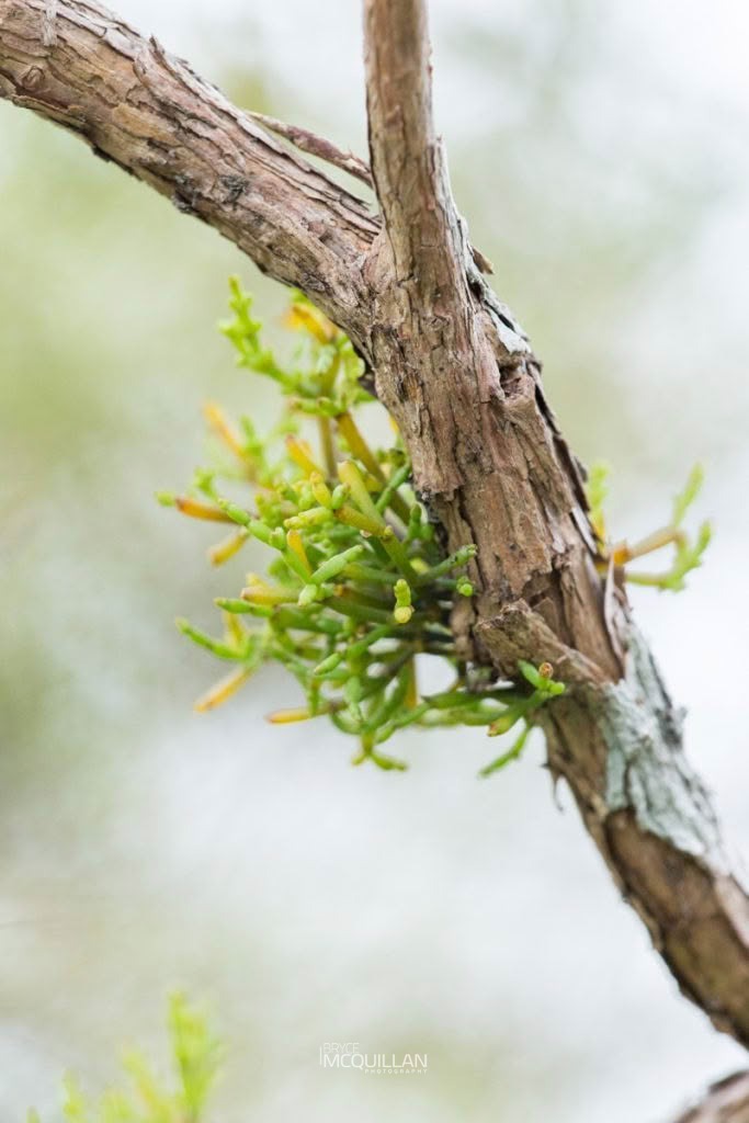 Tirauriki (Korthalsella salicornioides), Loranthaceae, photographed in New Zealand by Bryce McQuillan