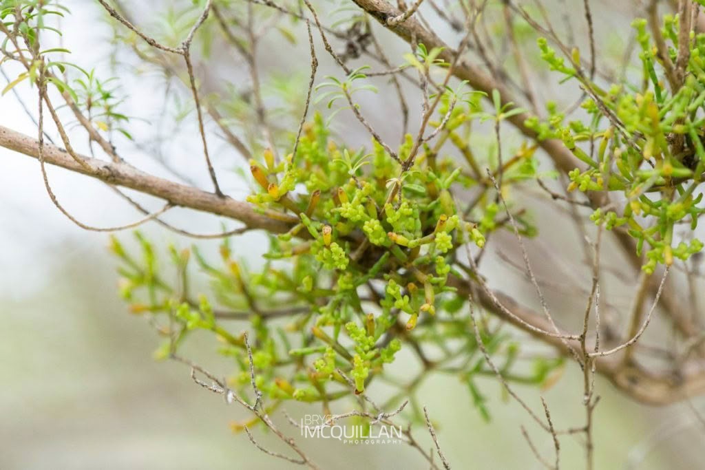 Tirauriki (Korthalsella salicornioides), Loranthaceae, photographed in New Zealand by Bryce McQuillan
