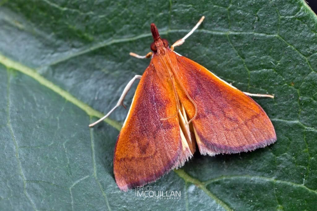 Mnesictena daiclesalis, Crambidae, photographed in New Zealand by Bryce McQuillan