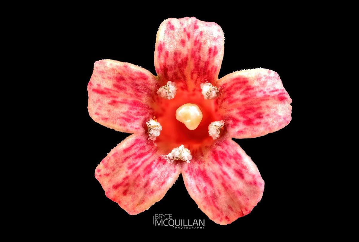 toropapa (Alseuosmia macrophylla), Alseuosmiaceae, photographed in New Zealand by Bryce McQuillan