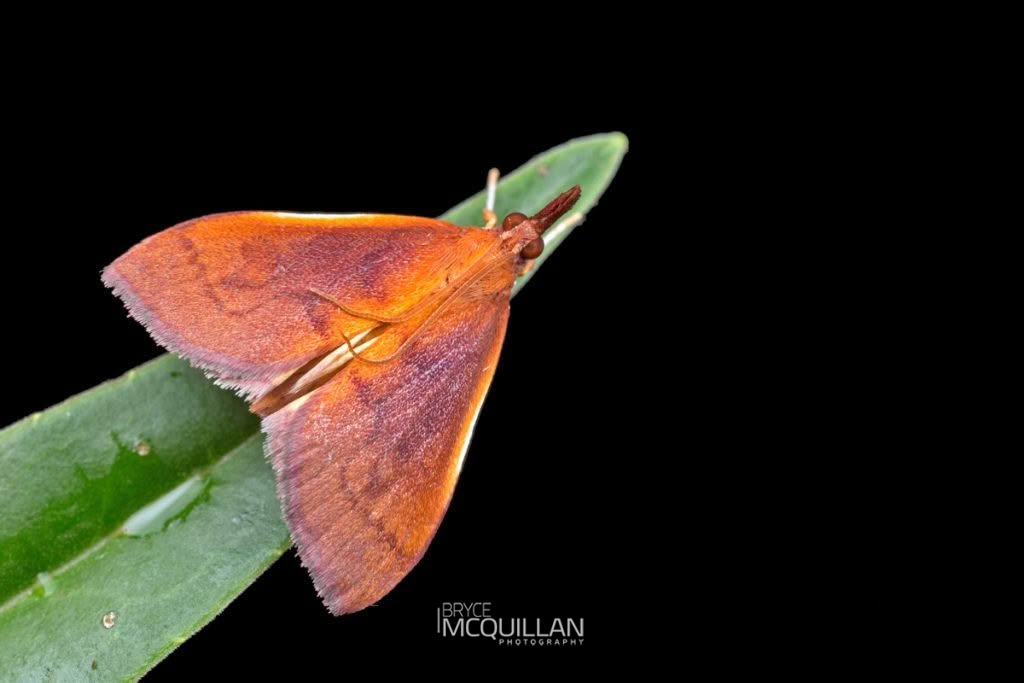 Mnesictena daiclesalis, Crambidae, photographed in New Zealand by Bryce McQuillan