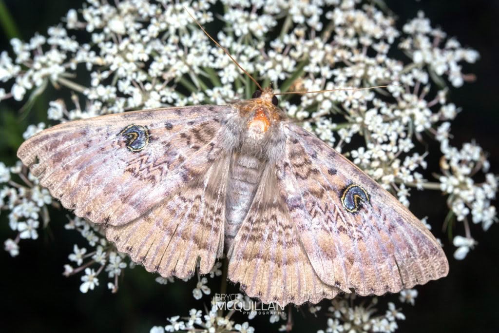 Northern Wattle Moth (Dasypodia cymatodes), Erebidae, photographed in New Zealand by Bryce McQuillan