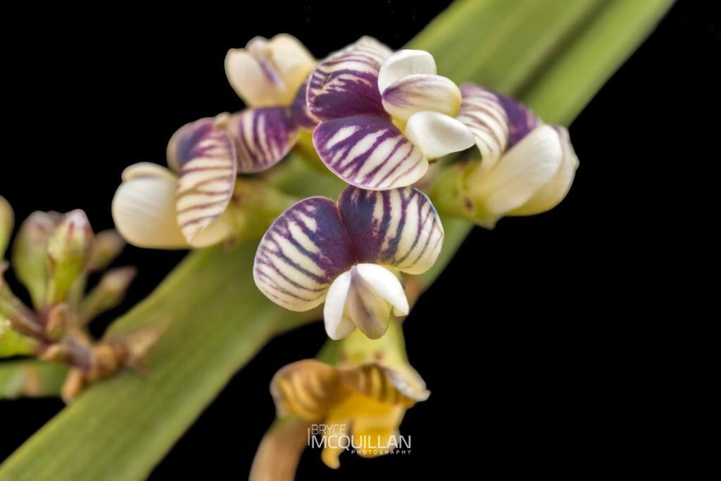 common broom (Carmichaelia australis), Fabaceae, photographed in New Zealand by Bryce McQuillan