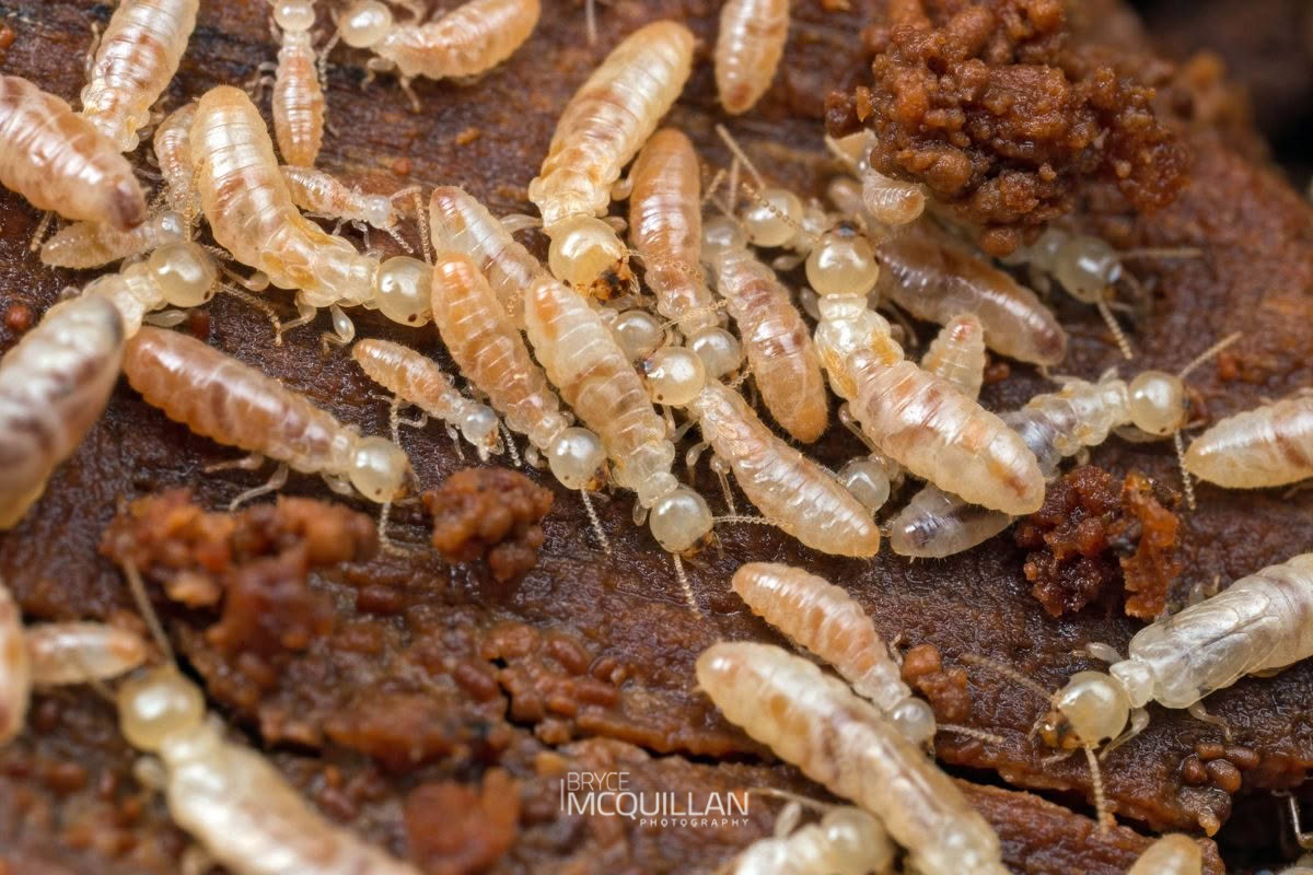 New Zealand Wetwood Termite (Stolotermes ruficeps), Stolotermitidae, photographed in New Zealand by Bryce McQuillan