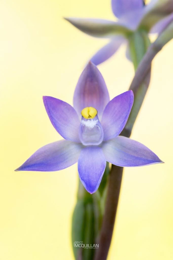 slender sun-orchid (Thelymitra pauciflora), Orchidaceae, photographed in New Zealand by Bryce McQuillan