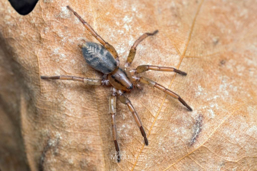 Notiodrassus distinctus, Gnaphosidae, photographed in New Zealand by Bryce McQuillan