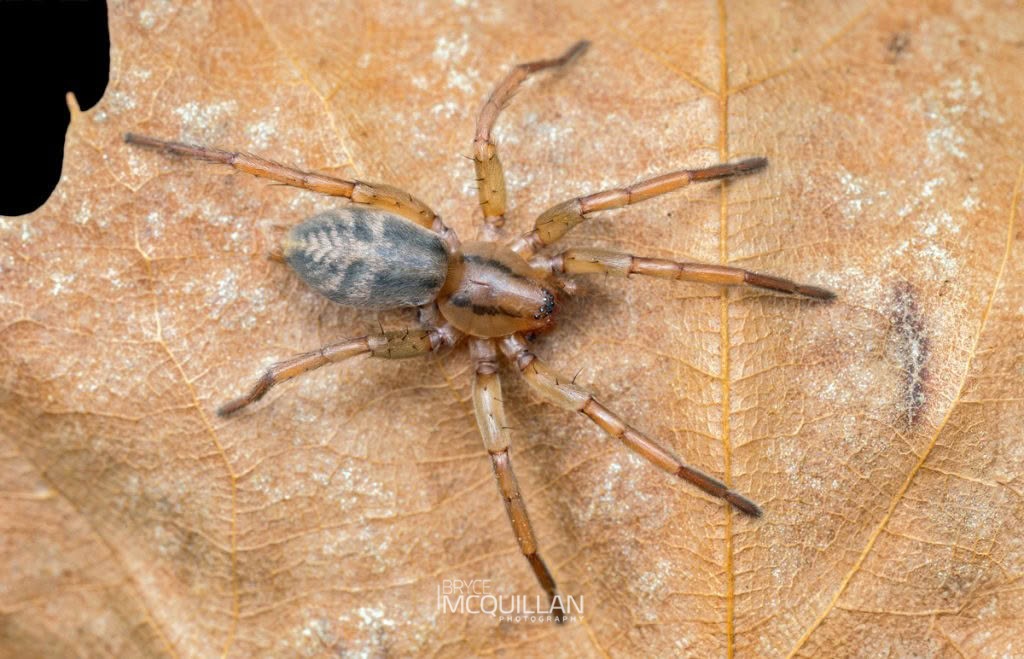 IMG_9560E.jpg (Notiodrassus distinctus), Gnaphosidae, photographed in New Zealand by Bryce McQuillan