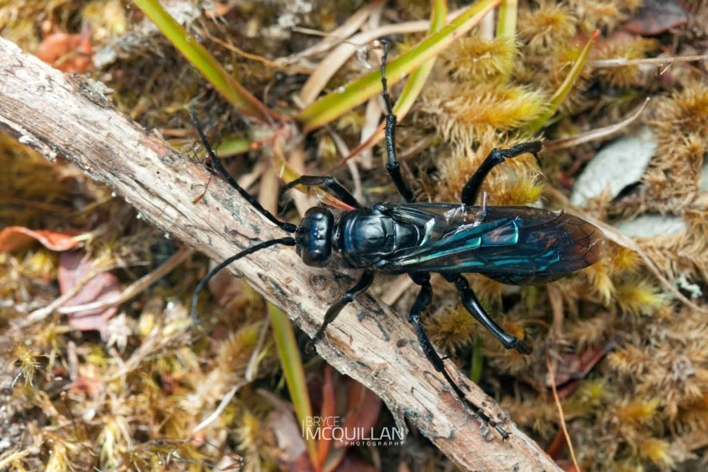 Priocnemis monachus, Pompilidae, photographed in New Zealand by Bryce McQuillan
