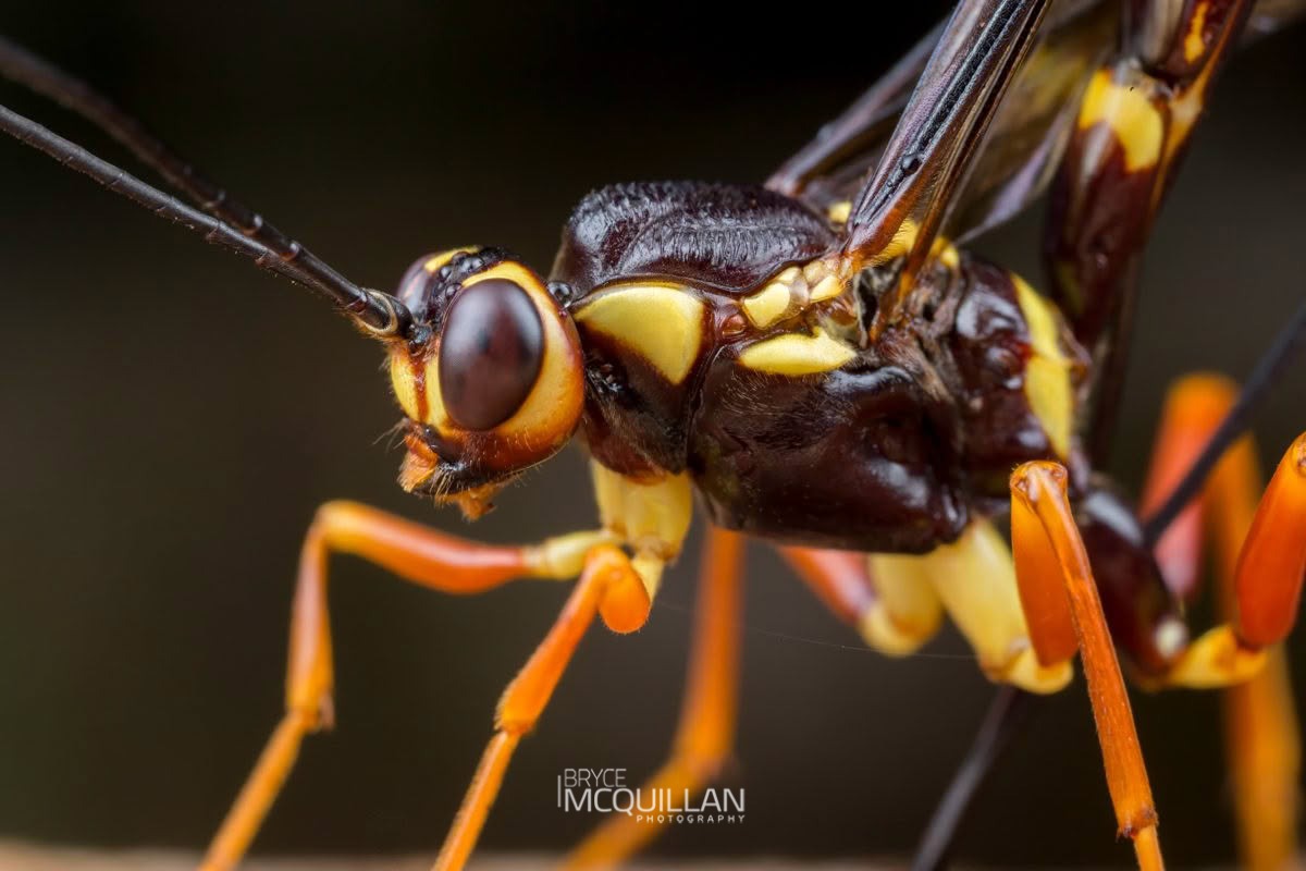 Certonotus fractinervis, Ichneumonidae, photographed in New Zealand by Bryce McQuillan