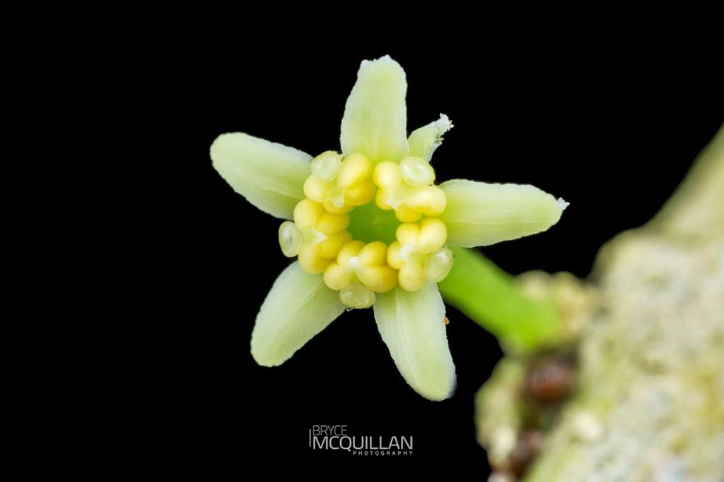 Māhoe (Melicytus ramiflorus), Violaceae, photographed in New Zealand by Bryce McQuillan