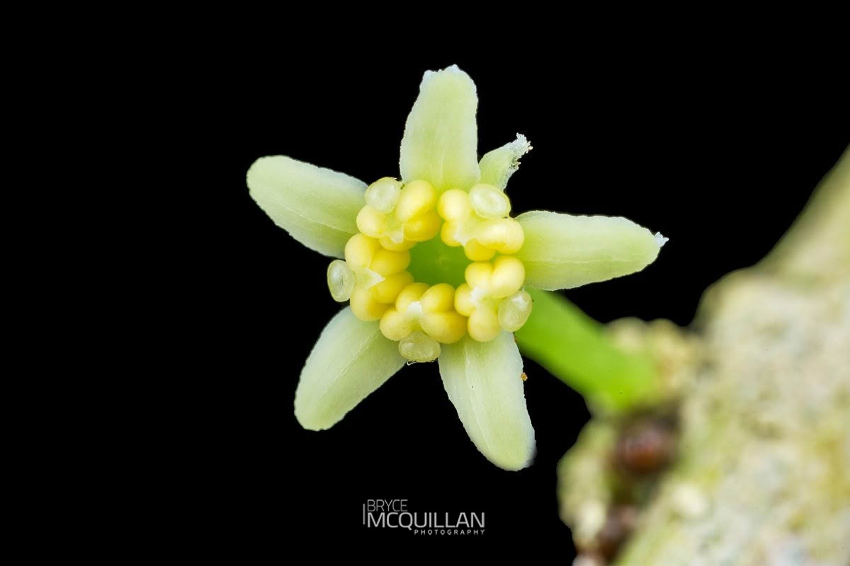 Māhoe (Melicytus ramiflorus), Violaceae, photographed in New Zealand by Bryce McQuillan