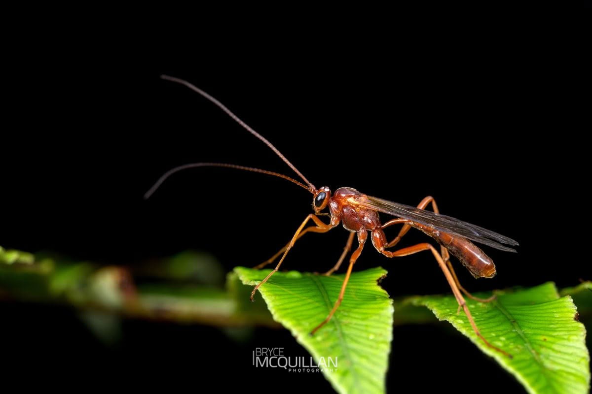 IMG_9875E (1).tif (Netelia ephippiata), Ichneumonidae, photographed in New Zealand by Bryce McQuillan