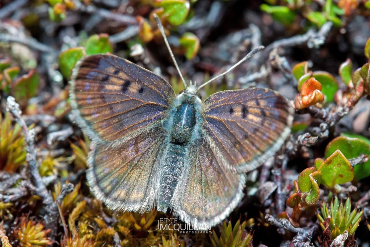 North Island Boulder Copper (Lycaena boldenarum), Lycaenidae, photographed in New Zealand by Bryce McQuillan