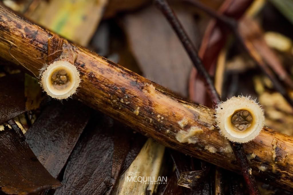 woolly bird’s nest fungus (Nidula niveotomentosa), Nidulariaceae, photographed in New Zealand by Bryce McQuillan