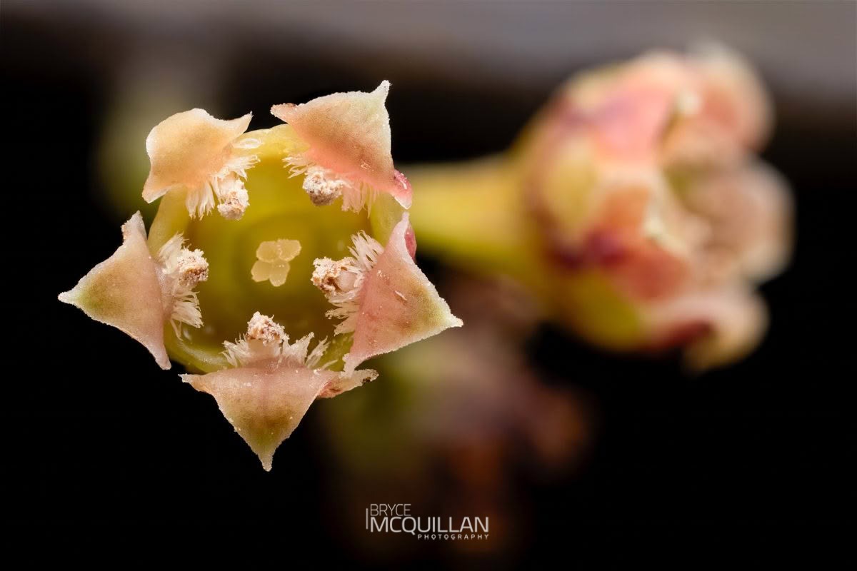 Maire Taiki (Mida salicifolia), Santalaceae, photographed in New Zealand by Bryce McQuillan