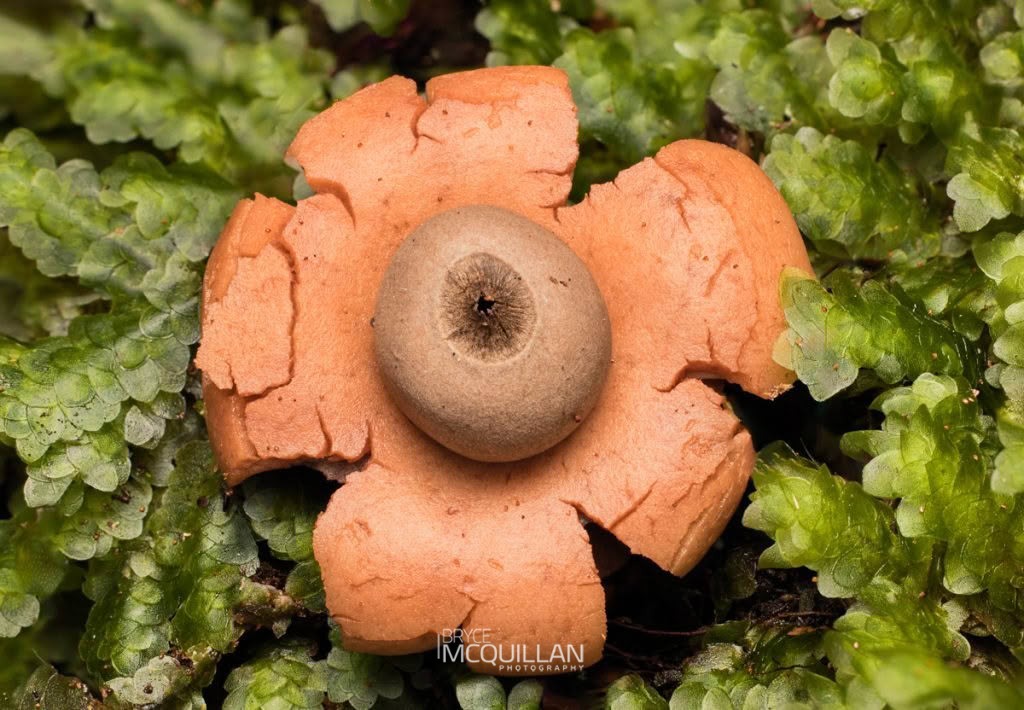 Earthstars (Geastrum saccatum), Geastraceae, photographed in New Zealand by Bryce McQuillan