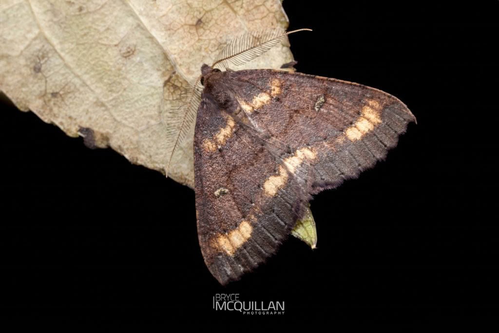 Kawakawa looper (Cleora scriptaria), Geometridae, photographed in New Zealand by Bryce McQuillan