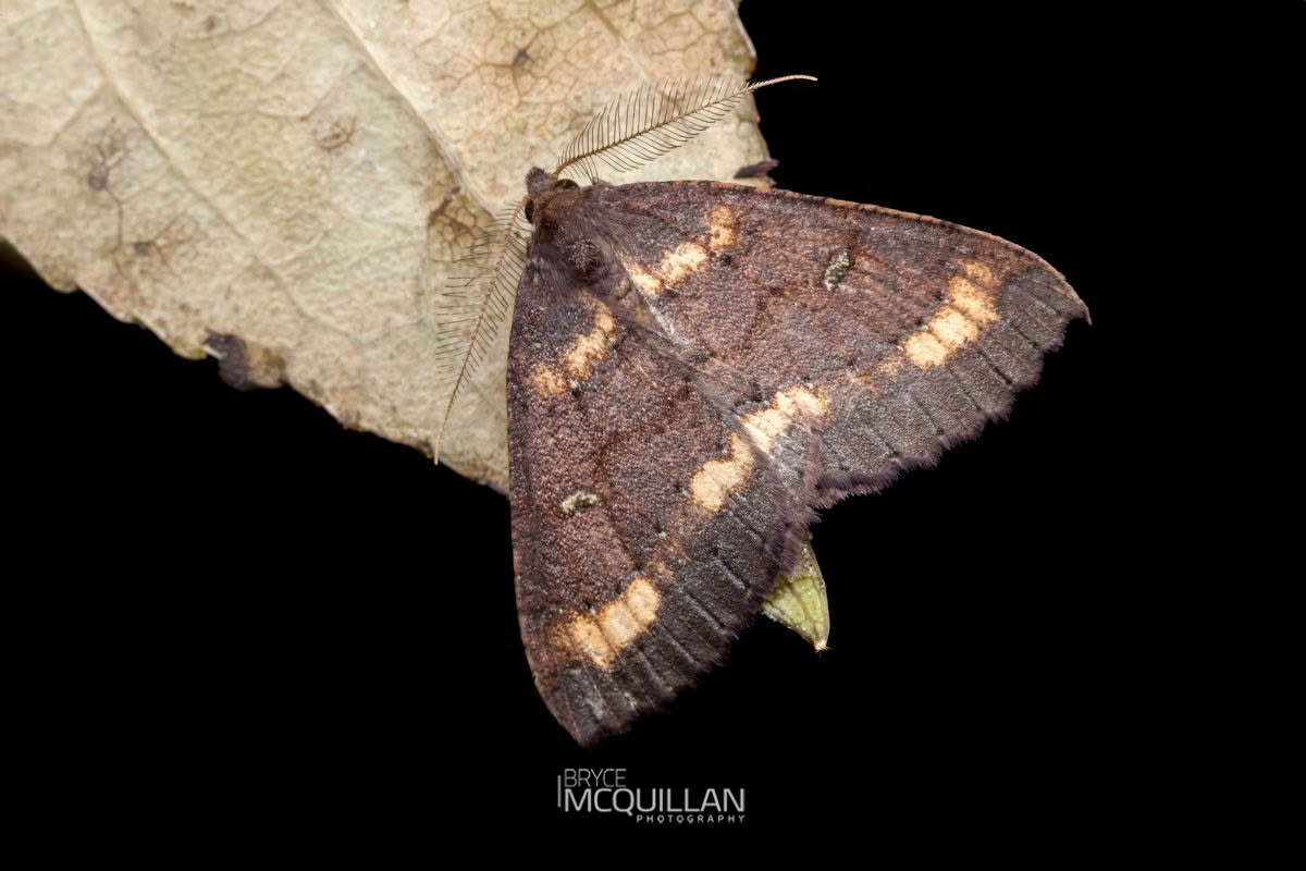 Kawakawa looper (Cleora scriptaria), Geometridae, photographed in New Zealand by Bryce McQuillan