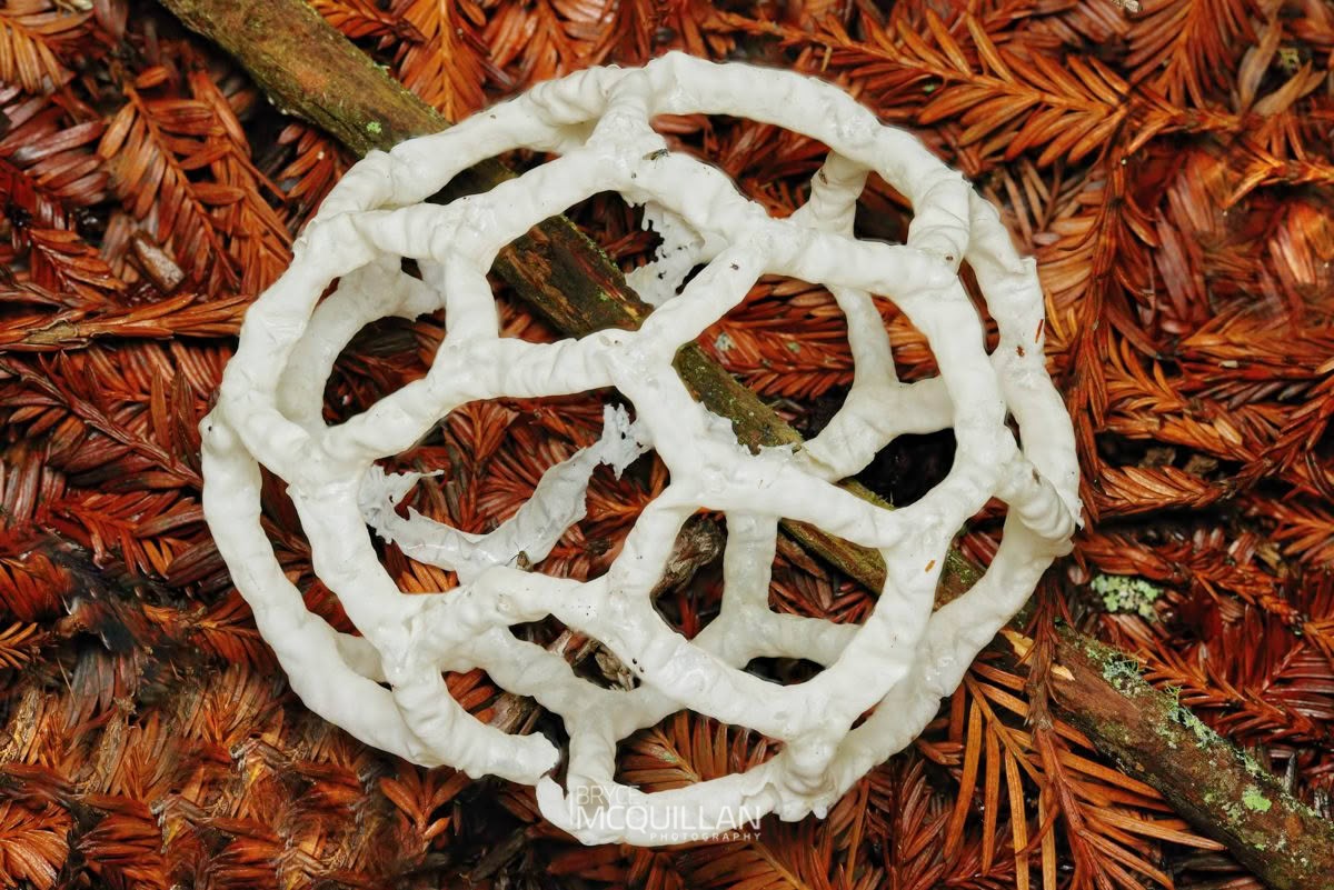 White Basket Fungus (Ileodictyon cibarium), Clathraceae, photographed in New Zealand by Bryce McQuillan