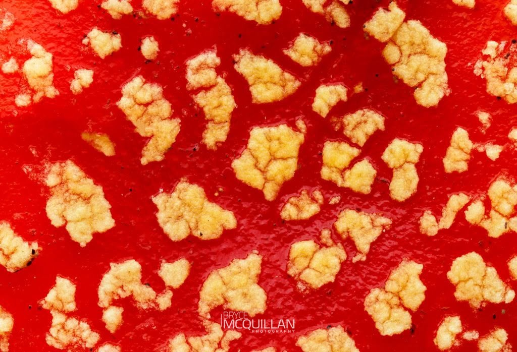 Fly Agaric (Amanita muscaria), Amanitaceae, photographed in New Zealand by Bryce McQuillan