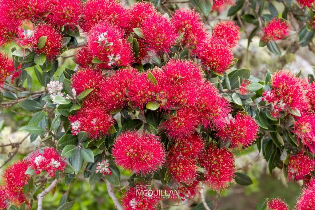 Pōhutukawa (Metrosideros excelsa), Myrtaceae, photographed in New Zealand by Bryce McQuillan