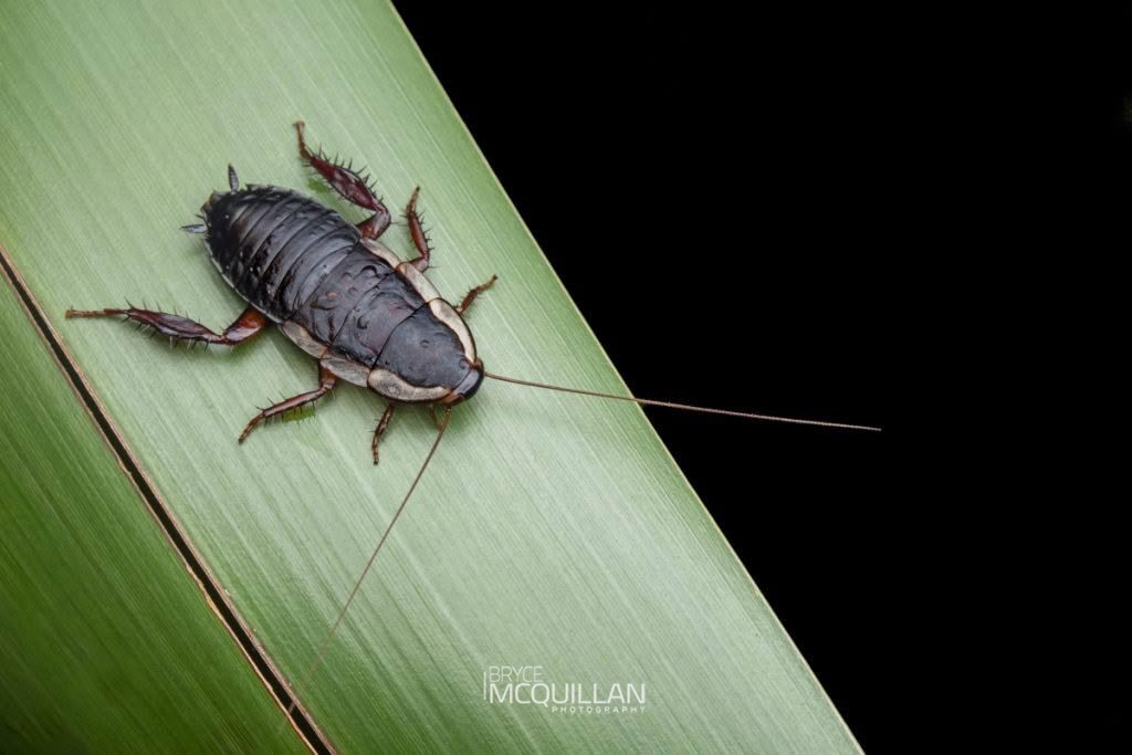 Gisborne Cockroach (Drymaplaneta heydeniana), Blattidae, photographed in New Zealand by Bryce McQuillan