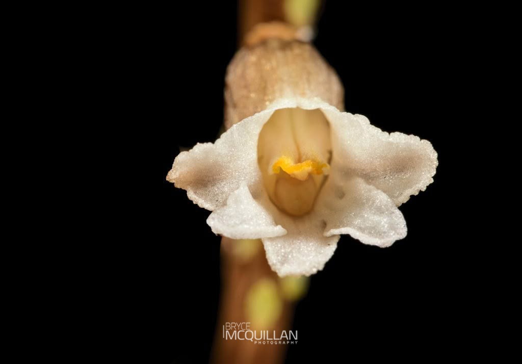 Cinnamon Bells (Gastrodia sesamoides), Orchidaceae, photographed in New Zealand by Bryce McQuillan