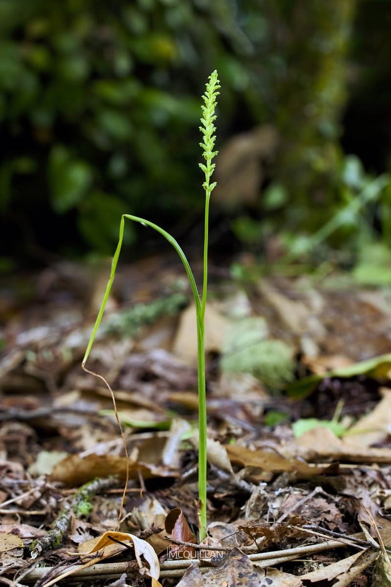 Maikaika (Microtis unifolia), Orchidaceae, photographed in New Zealand by Bryce McQuillan