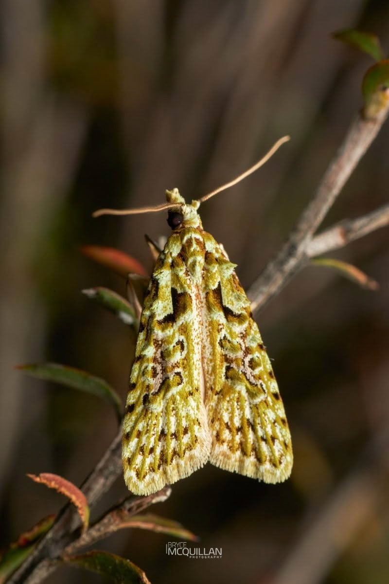 Lichen Snoutlet (Heterocrossa eriphylla), Carposinidae, photographed in New Zealand by Bryce McQuillan