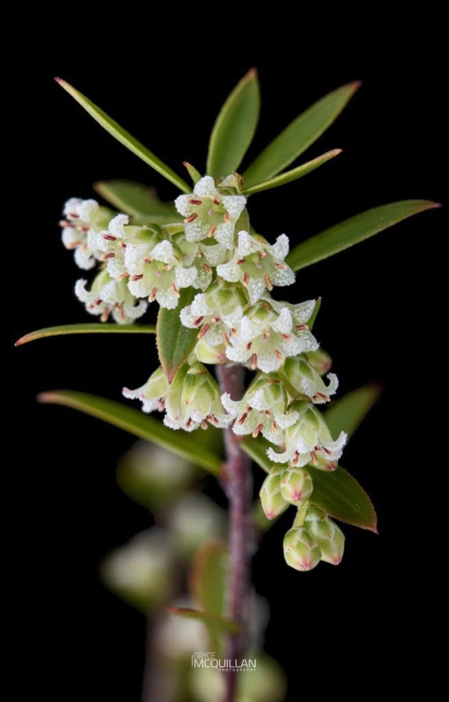 Mingimingi (Leucopogon fasciculatus), Ericaceae, photographed in New Zealand by Bryce McQuillan
