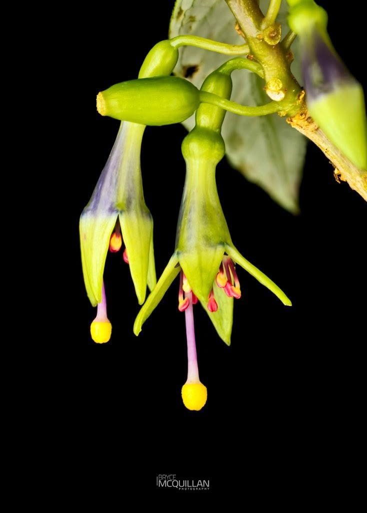 Kōtukutuku (Fuchsia excorticata), Onagraceae, photographed in New Zealand by Bryce McQuillan