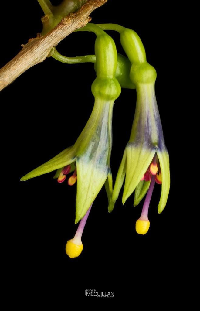 Kōtukutuku (Fuchsia excorticata), Onagraceae, photographed in New Zealand by Bryce McQuillan