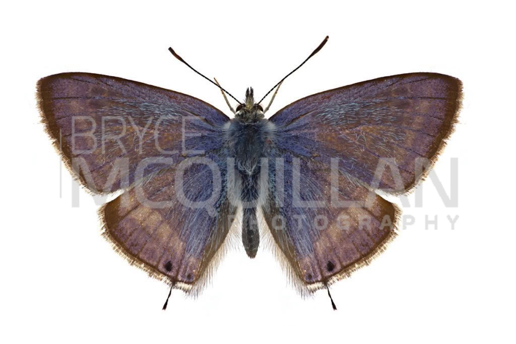 Long-tailed Pea Blue (Lampides boeticus), photographed in New Zealand by Bryce McQuillan